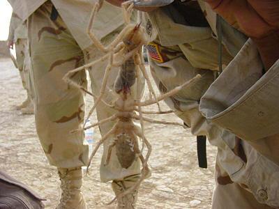 biggest camel spider in world. over there: camel spiders.
